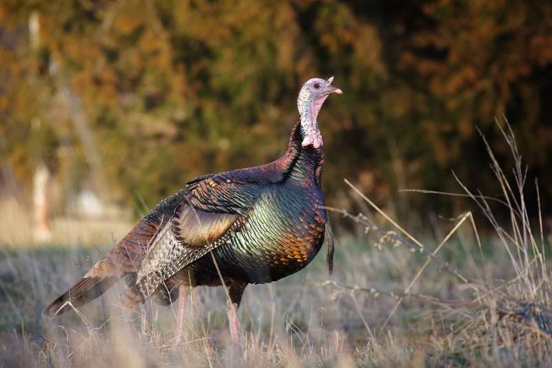 Name: IMGP5344 - Copye (800x534).jpg
Views: 526
Size: 44.81 KB
ID: 20989 IMGP5344 - Copye (800x534).jpg